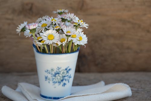 White-and-yellow Dairy Flowers