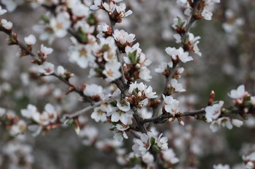 White Cherry Blossom Flowers in Close-Up Photography