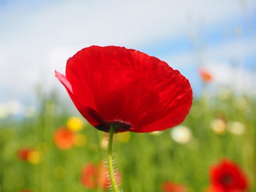 無料 昼間の赤い花びらの花のクローズアップ写真 写真素材