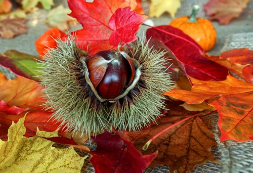 A Chestnut Fruit in an Opened Spiny Cupule