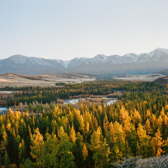 Capture of a vibrant autumn forest with a backdrop of majestic mountains and clear skies.