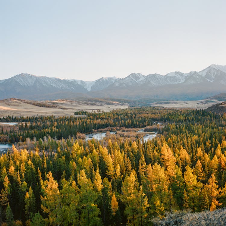 Forest and Mountain Range