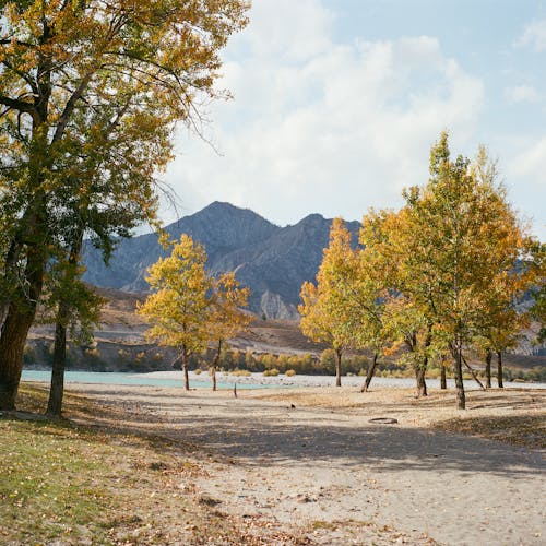 Trees in Front of Mountain