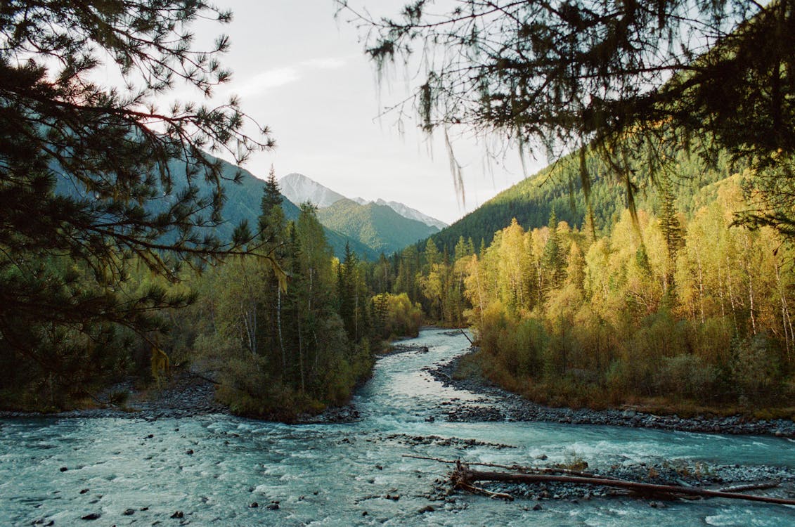 River in Forest in Valley