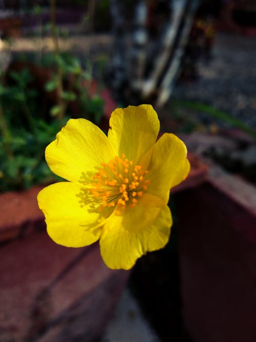 Free stock photo of flower, spring flower, yellow flower