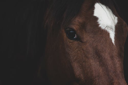 Gratis Fotos de stock gratuitas de animal de granja, caballo, cabeza Foto de stock