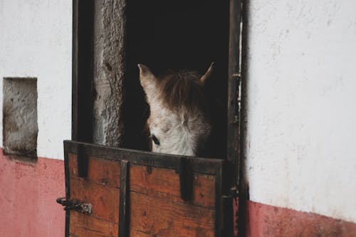 Free A Horse inside a Stable Stock Photo