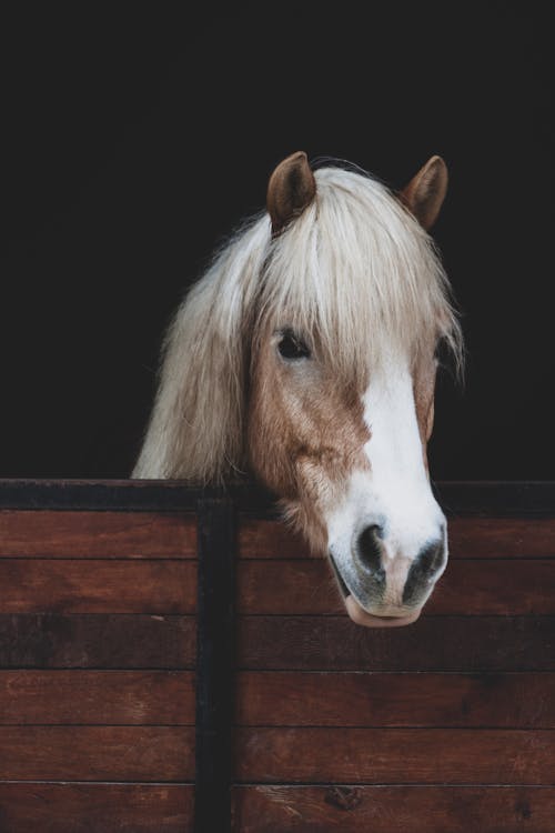 Photos gratuites de animal de ferme, cheval blanc, clôture en bois