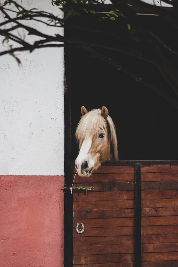 Horse Inside A Stable
