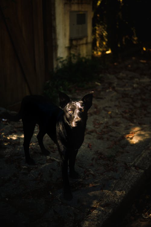 Free Photo of a Black Dog Stock Photo