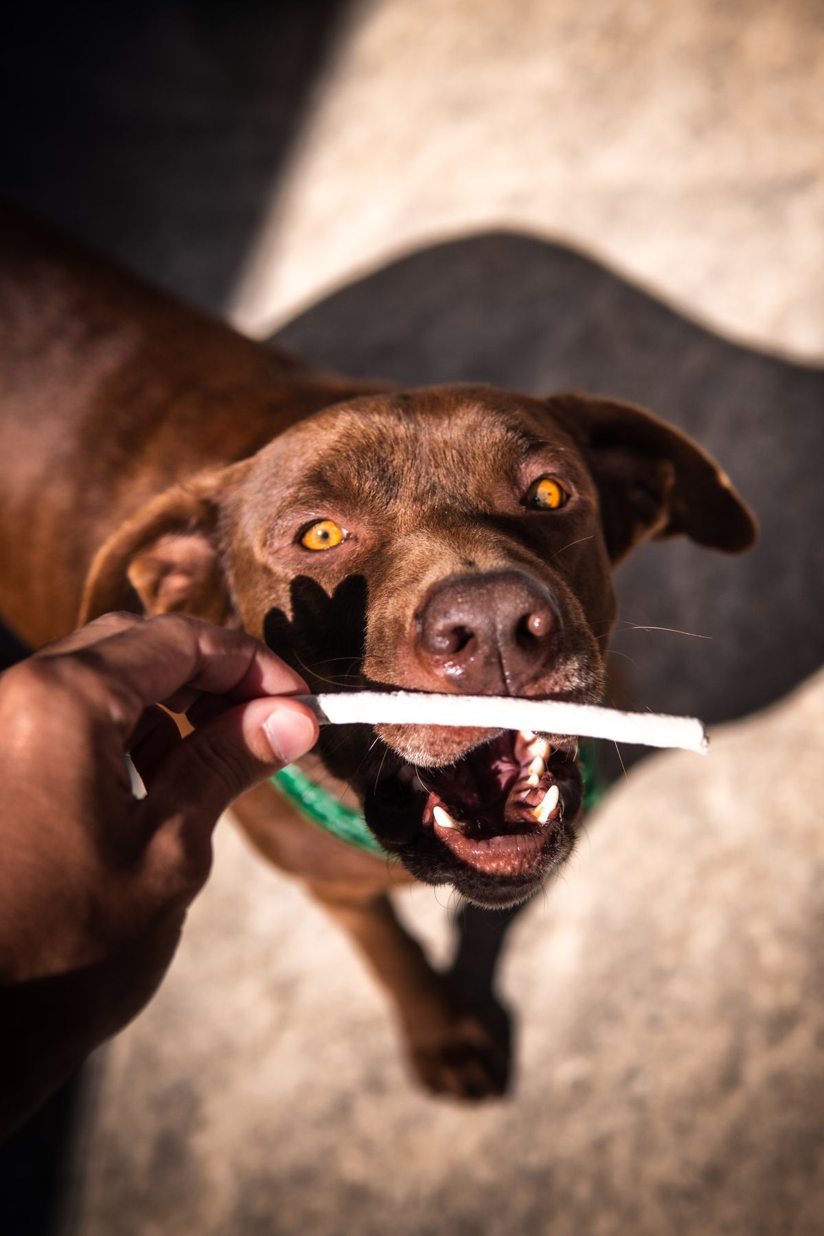 Dog taking a single ingredient dog treat from a hand