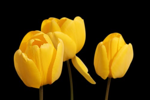 Безкоштовне стокове фото на тему «впритул, жовтий, квіти» стокове фото