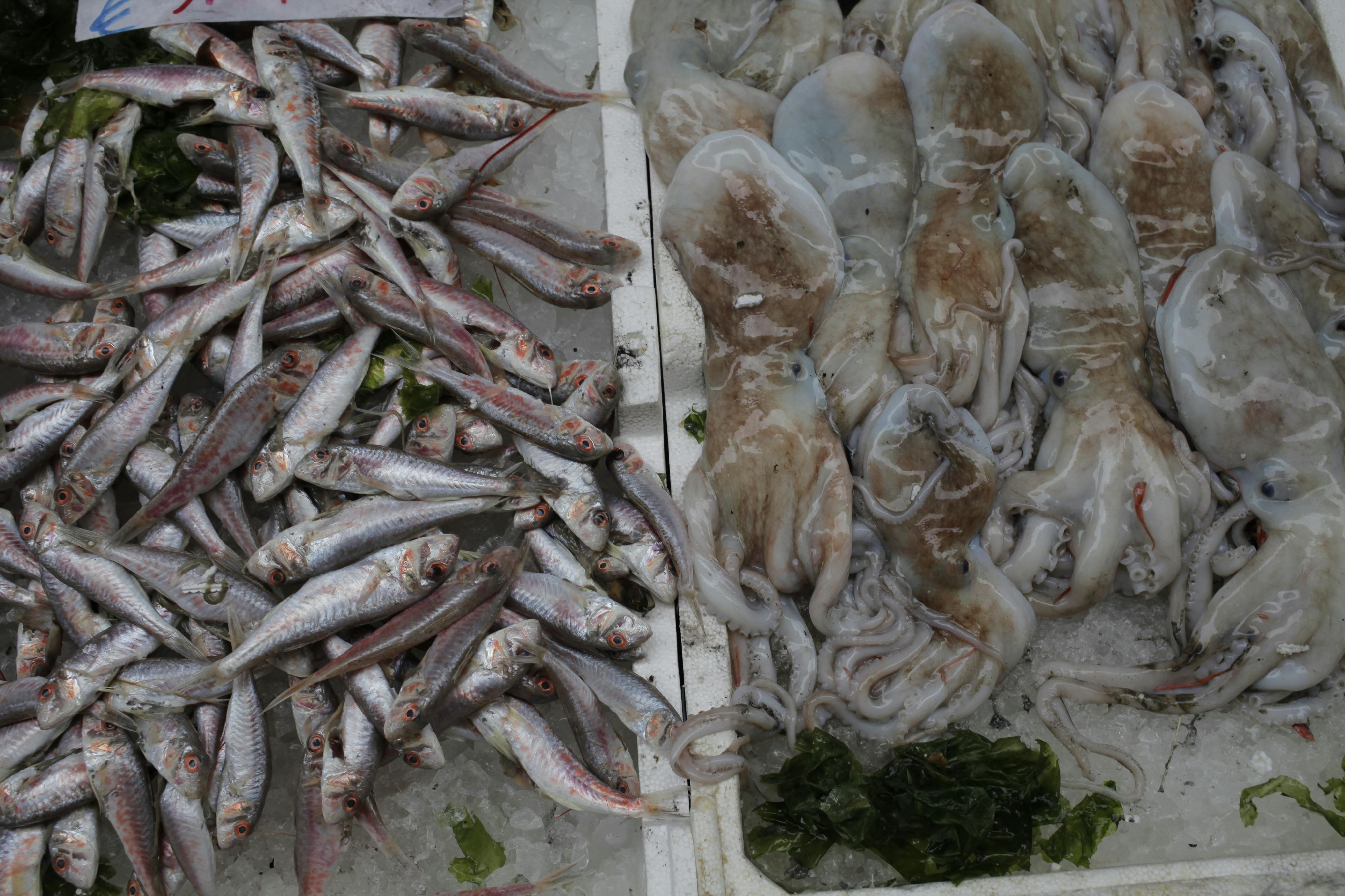 Free stock photo of fish, fish market, market