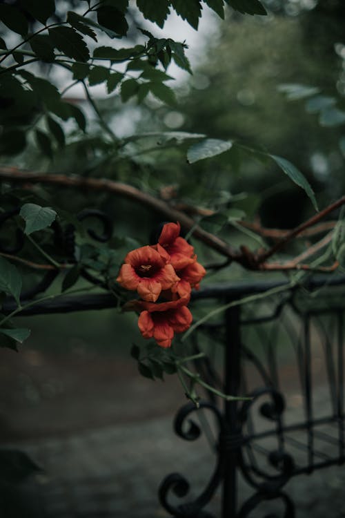 Flowers on a Tree