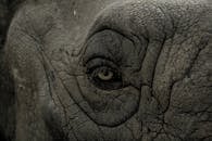 大象眼睛的详细特写，以黑白画面突出纹理和皱纹