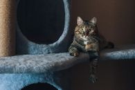 CAt Laying Down and Looking at Camera