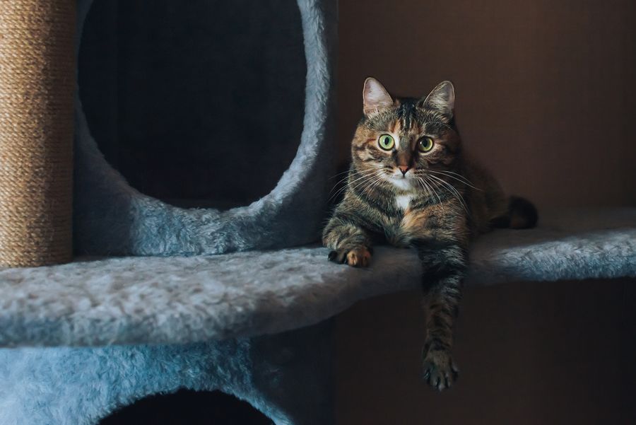 Content cat resting calmly with a relaxed close up gaze