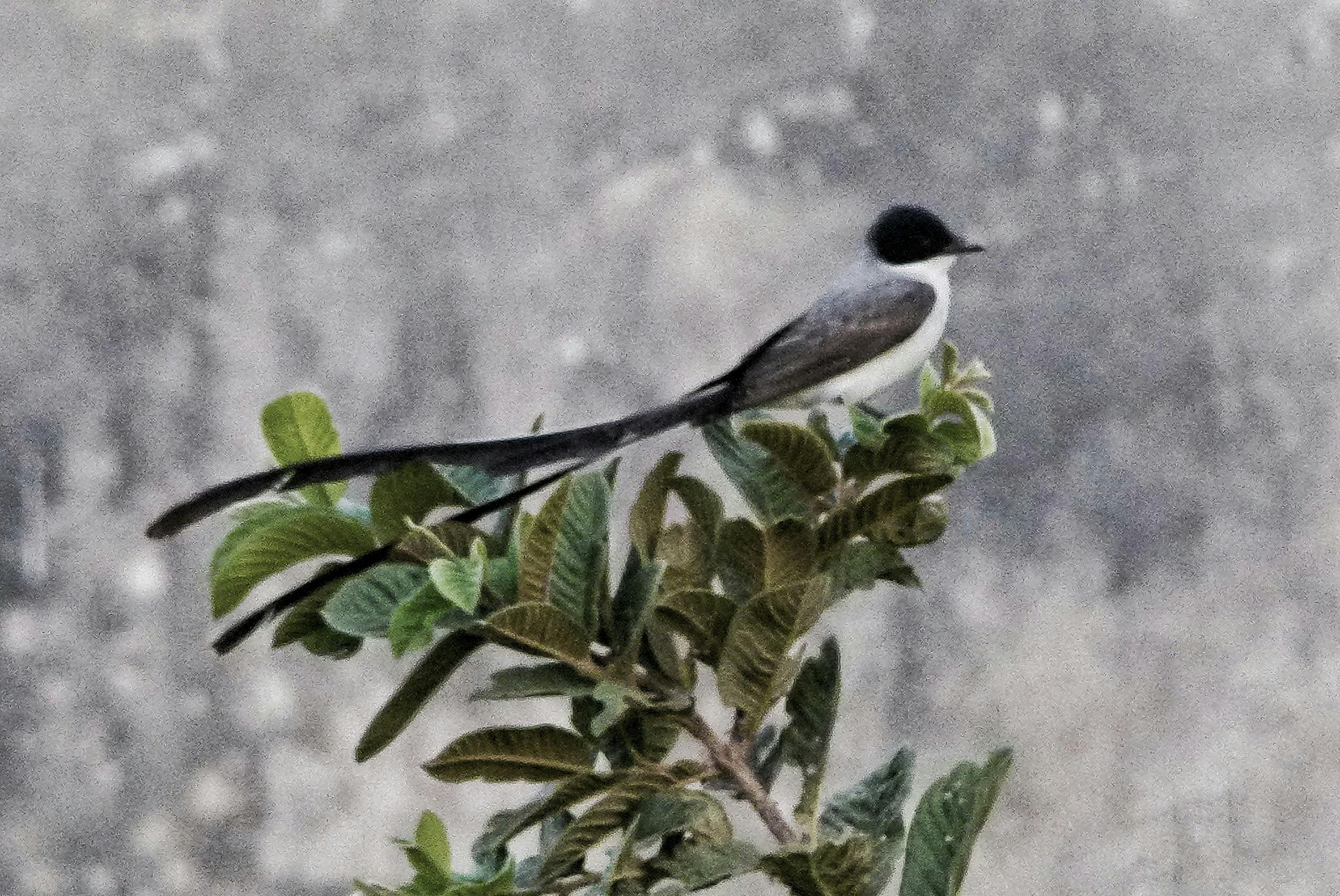 Aerial view of a cricket stadium under lights at dusk