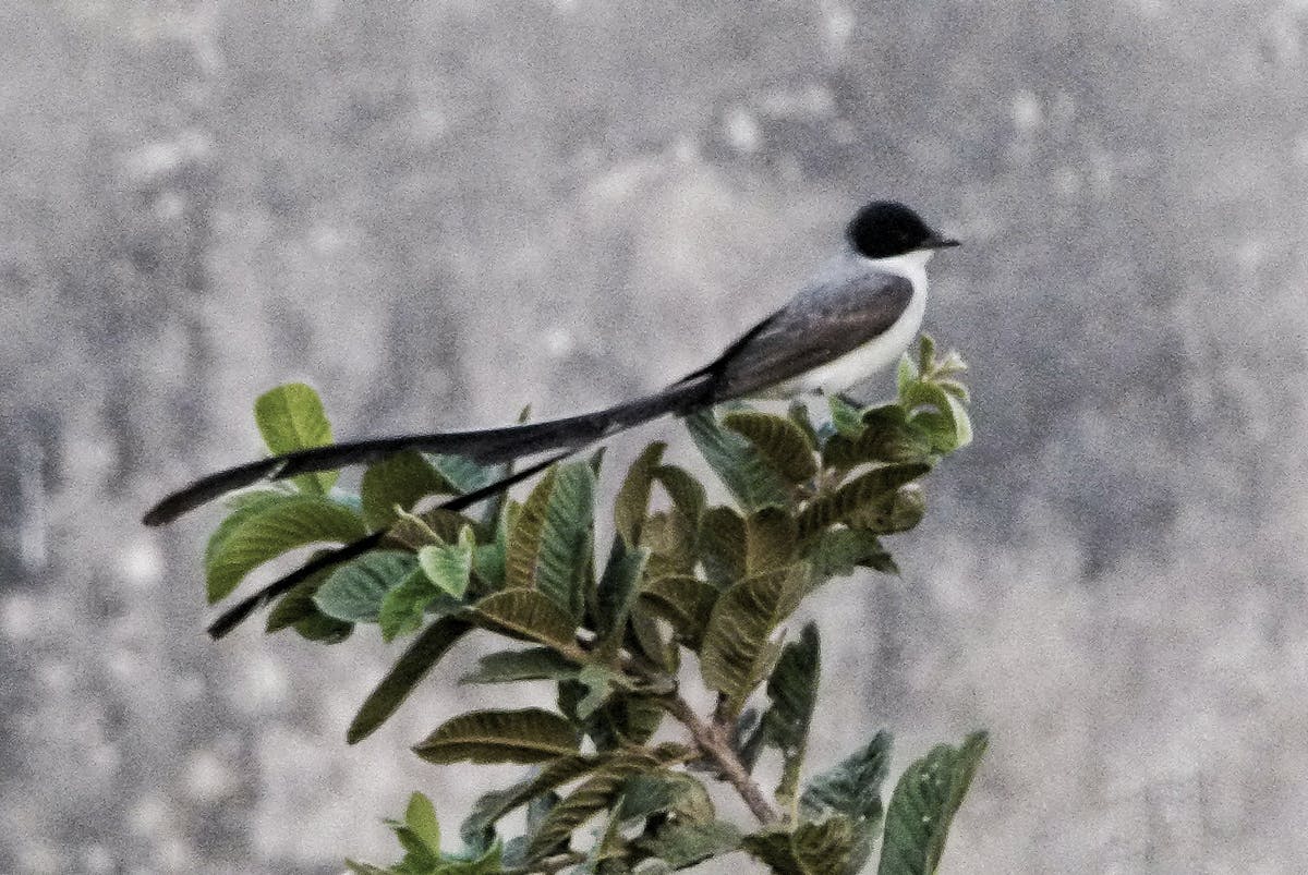 A police car and caution tape near a crime scene at night