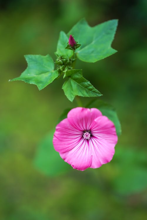 Foto d'estoc gratuïta de flor rosa, florint, fotografia de flors