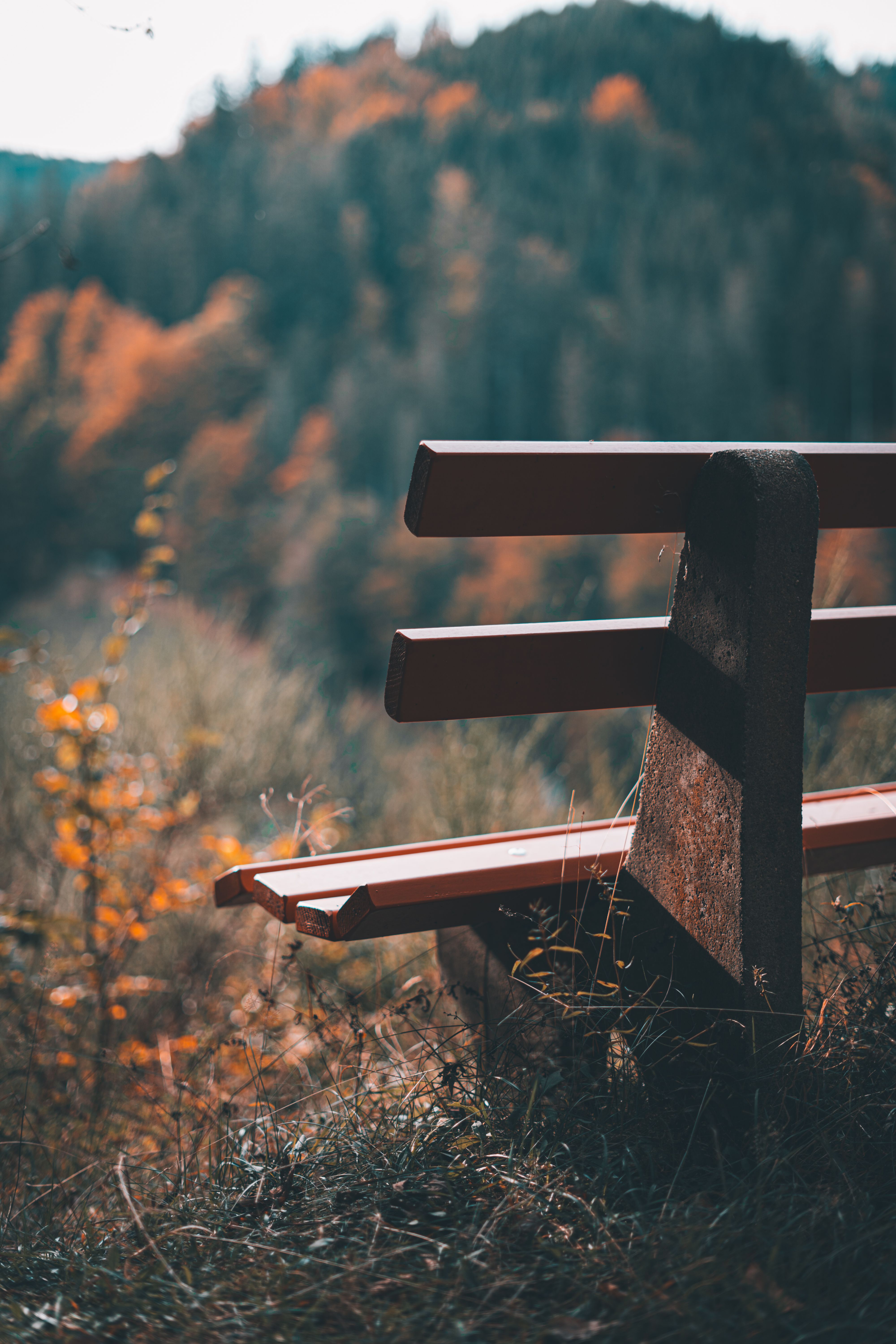 Bench With View of Hill · Free Stock Photo