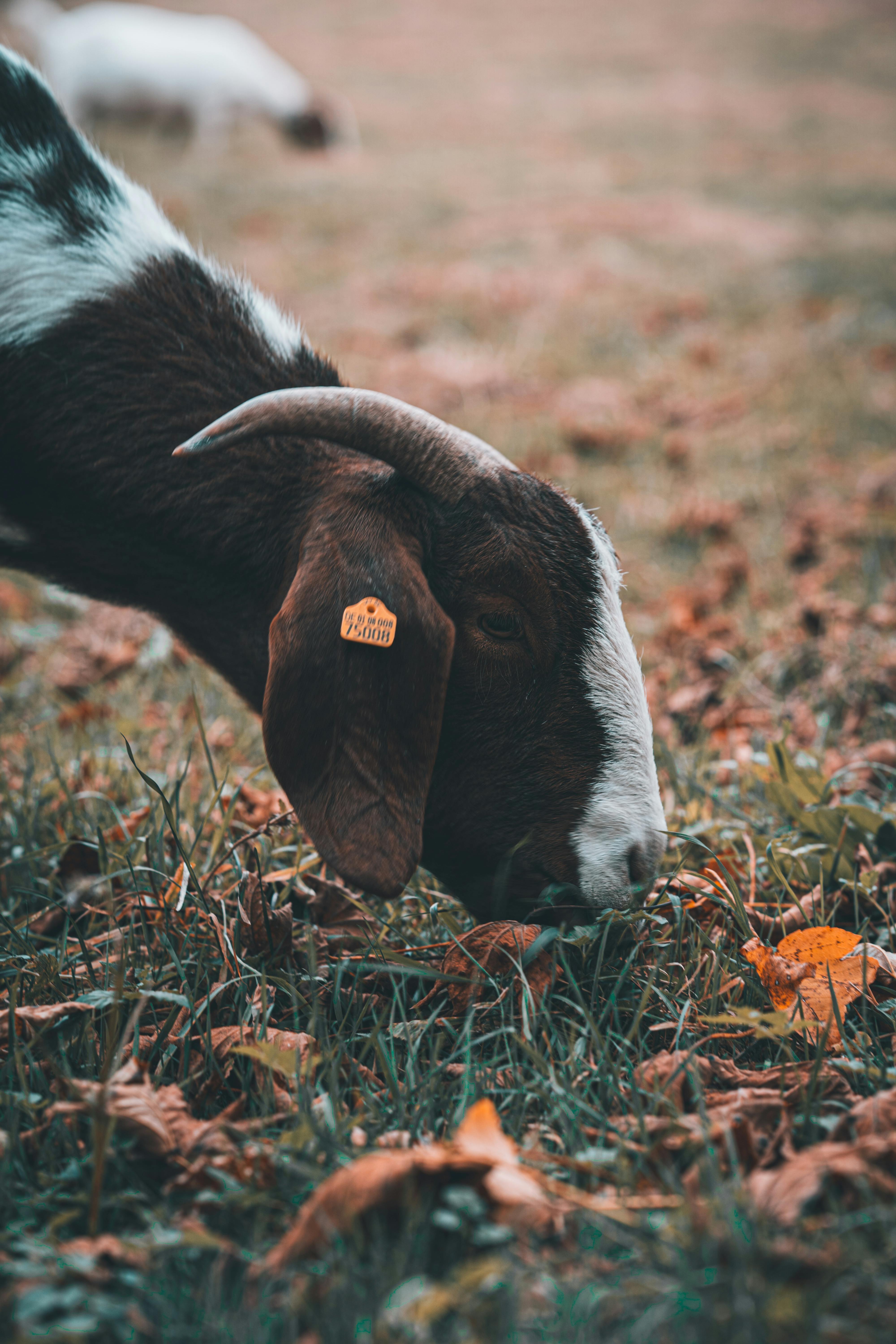 goat eating grass on pasture