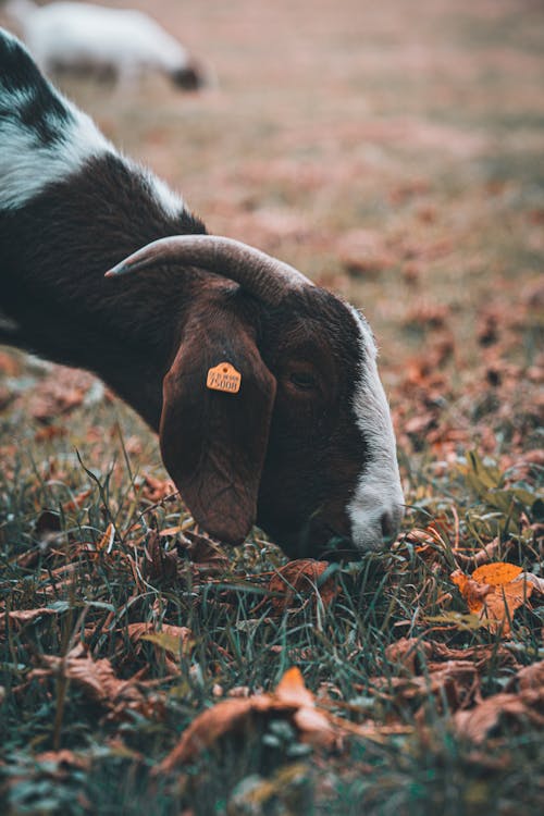 動物, 吃, 山羊 的 免费素材图片