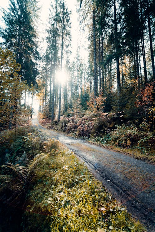 Foto profissional grátis de árvores, caminho asfaltado, floresta