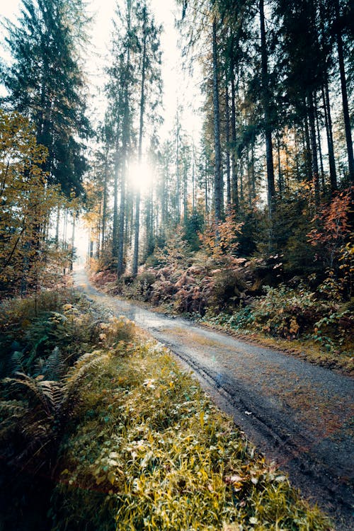 Imagine de stoc gratuită din arbori, cale pavată, codru