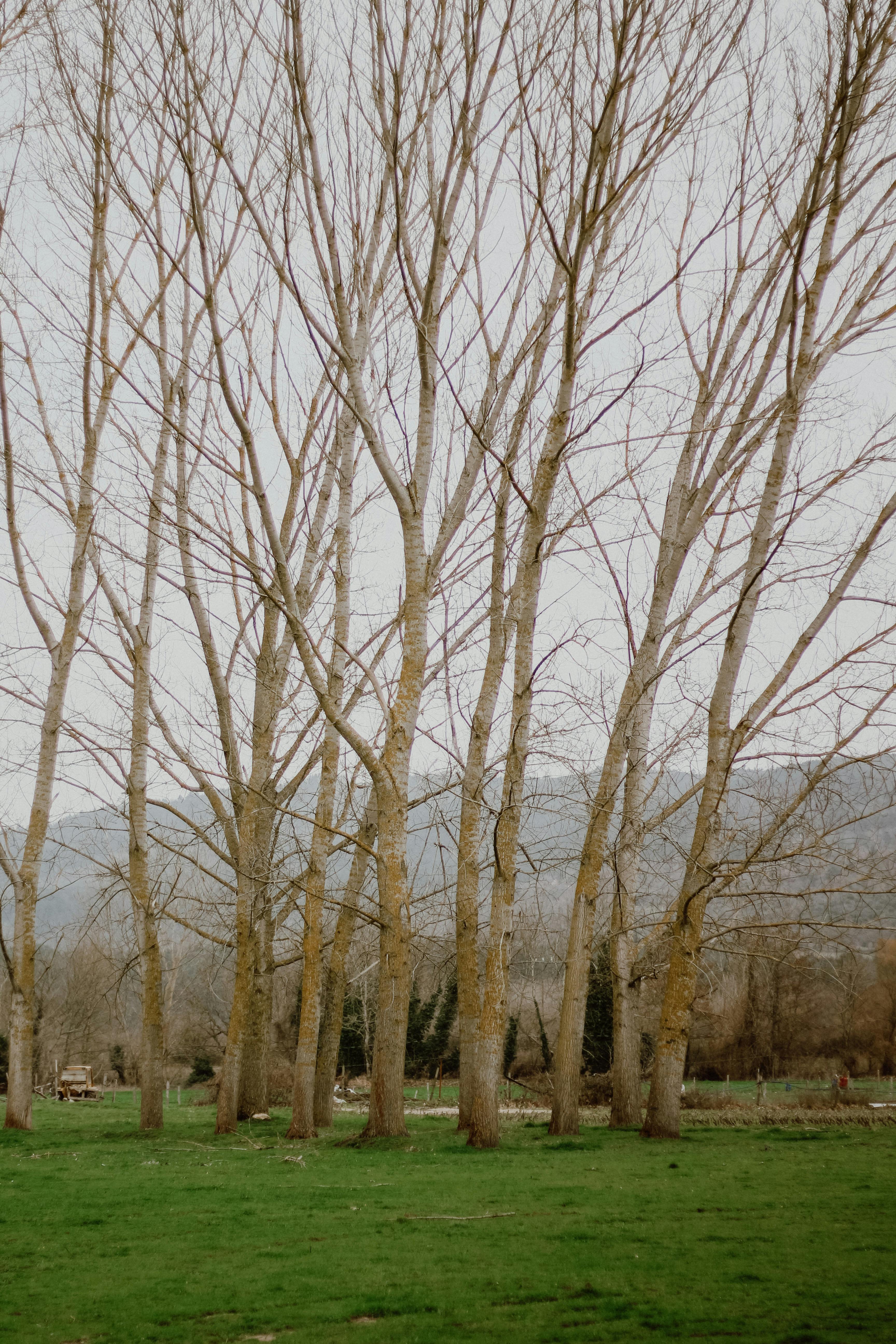 Serene landscape of bare trees in a winter meadow.