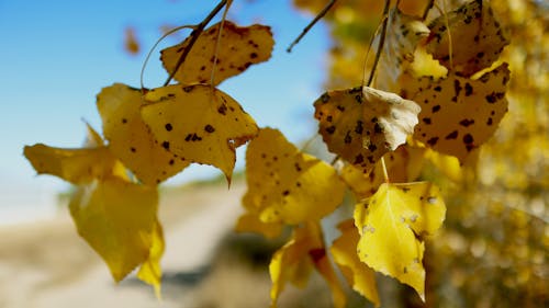 Free stock photo of yellow aspen leaves