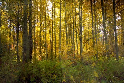 Sunlit autumn forest with golden foliage in Coles Corner, Washington, capturing the beauty of fall.