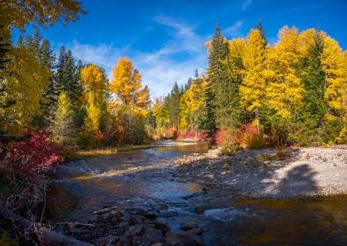 Free Green and Yellow Trees Beside River Under Blue Sky Stock Photo
