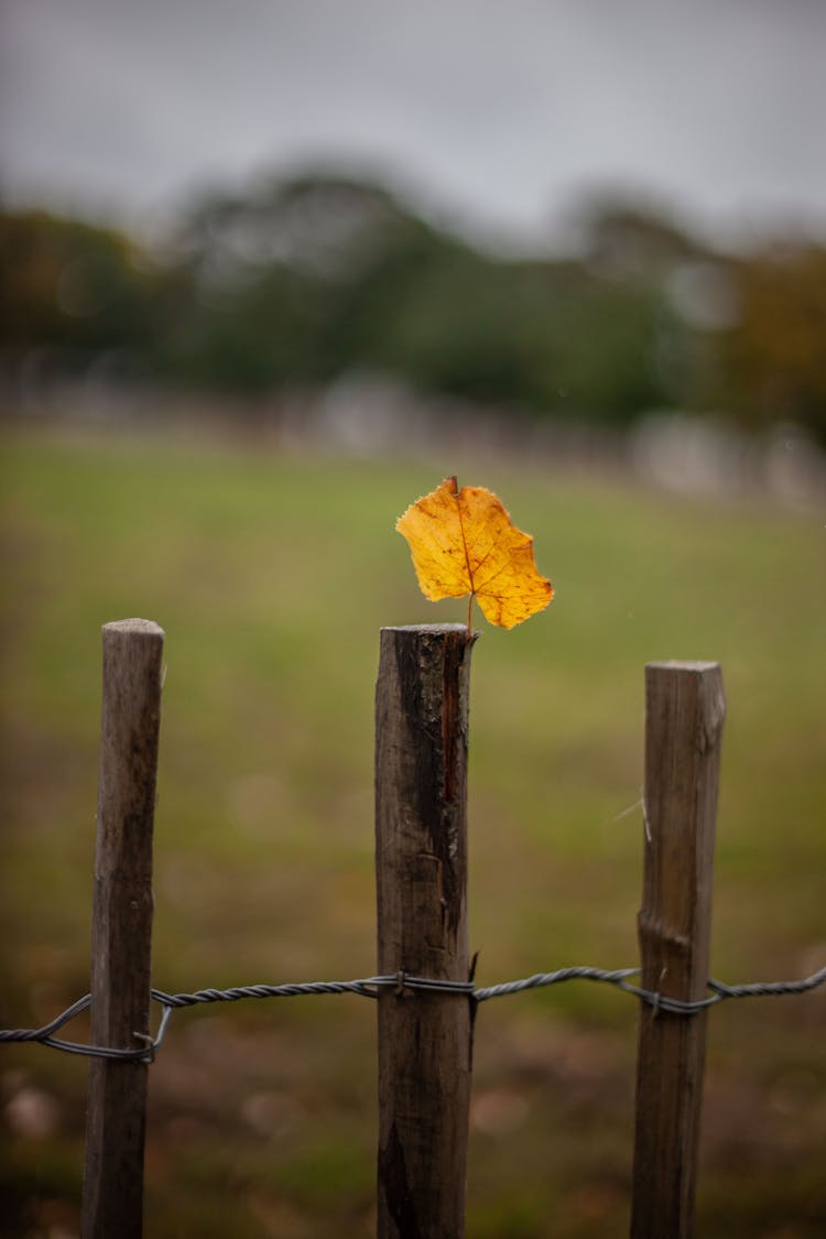 Autumn Leaf On Fence