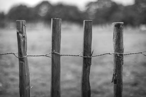 Free Grayscale Photo of Wooden Fence Stock Photo