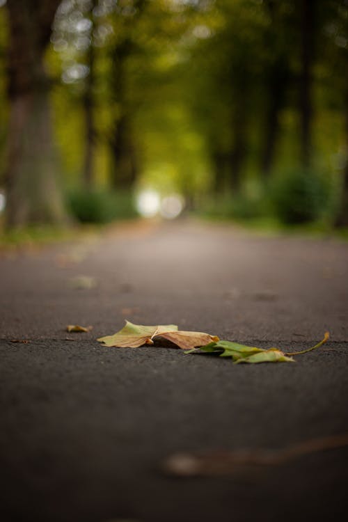 Free Leaves on the Ground Stock Photo
