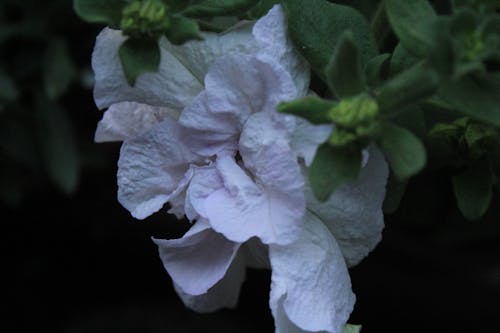 Ilmainen kuvapankkikuva tunnisteilla ilta, kauniit kukat, valkoinen kukka