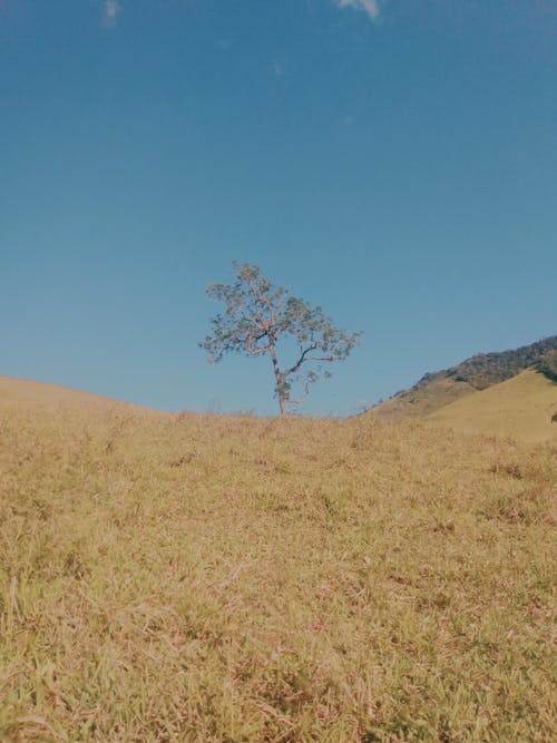 Foto profissional grátis de árvore, campo de grama, céu azul