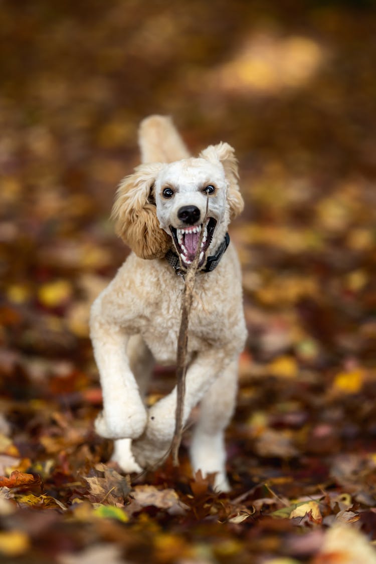 A Dog Fetching A Stick