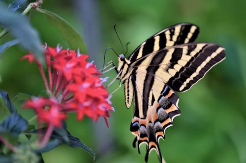 Close Up Shot of a Butterfly on Red Flower