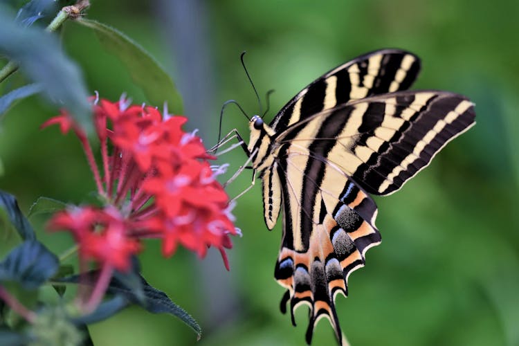 Close Up Shot Of A Butterfly On Red Flower