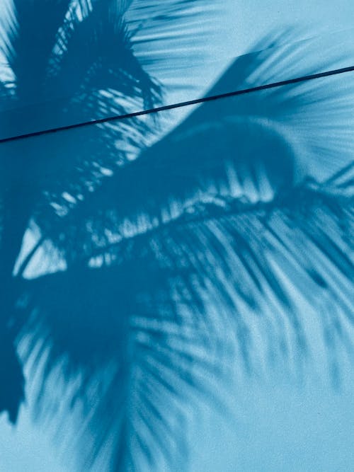 The Shadow of a Palm Tree on a Blue Wall