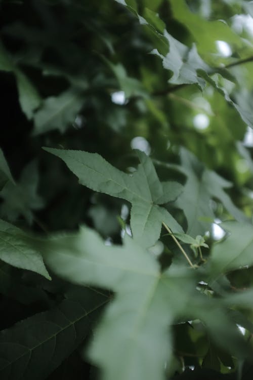 Green Leaves in Close Up Photography