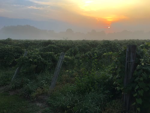 Free stock photo of early sunrise, vineyard Stock Photo