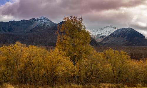 Free Autumn Trees Near Snow Covered Mountain Stock Photo