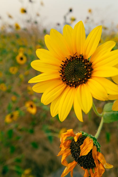 Free Close-Up Photograph of a Sunflower with Yellow Petals Stock Photo