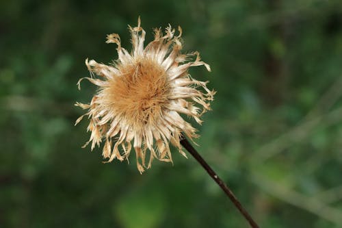 Dried Flower in Bloom with Long Stem