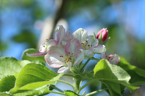 Pink and White Flower With Green Leaves