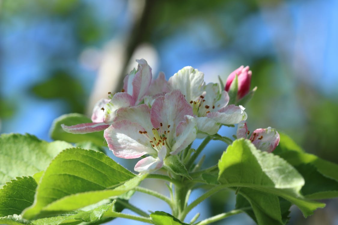 Kostnadsfri bild av äppelblom, blomma, blomning