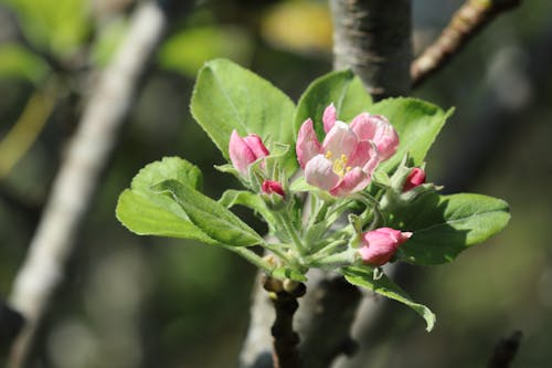 Free Beautiful Pink Flowers of Apple Tree Stock Photo
